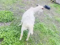 Goat, Alpine goat — photo 4