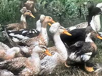 Ducks — Foto 1