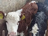 أبقار (دفعة، الجنس غير محدد), Simmental cattle — الصورة 2