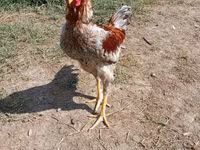 Chickens — foto 1