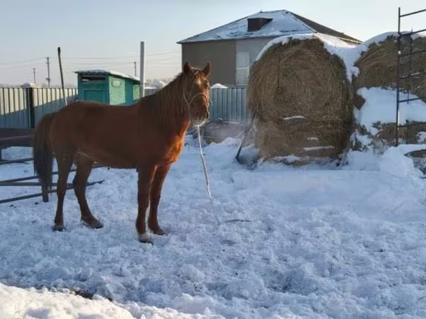 Mare, Kazakh horse