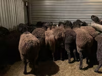 Ram, Sheep — photo 3