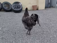 Australorp — 5-rasm