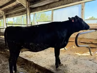 母牛, Holstein breed — 照片 1