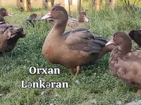 Ducks — Foto 7