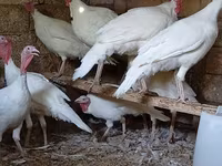 Blanca de pechuga ancha — foto 2