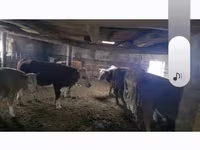 公牛, Cattle — 照片 3