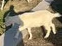 बकरी, Saanen goat — फ़ोटो 8