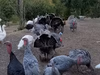 Turkeys — Foto 3