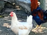 Chickens — Foto 5