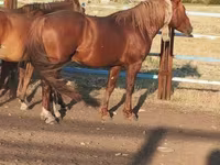 حصان, الخيول — الصورة 1