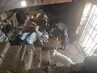 Cabro, Cabras — foto 5