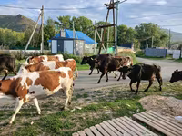 بقرة, Simmental cattle — الصورة 1