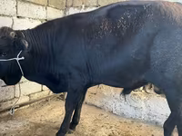 Корова, Russian Black pied cattle — фото 4