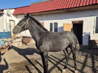 حصان, Thoroughbred horse — الصورة 1