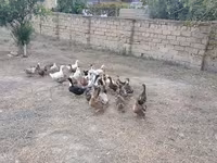 Deutscher Pekin — Foto 6