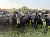 Toro, Aberdeen-Angus — foto 3