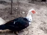 Домашня мускусна качка — фото 1