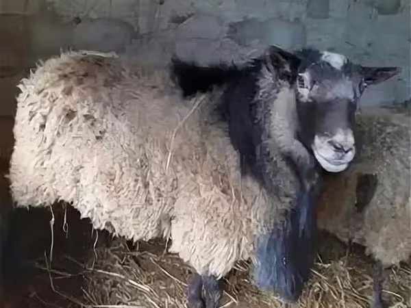 Баран, Edilbay sheep
