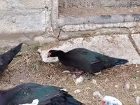 Domestic Muscovy — 6-rasm