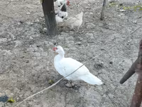 家养麝香鸭 — 照片 5