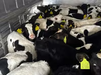 ІҚМ (топ, жынысы көрсетілмеген), Russian Black pied cattle — 3-сурет