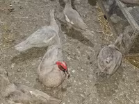 Hausente — Foto 2