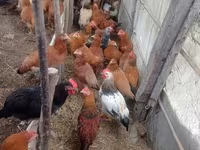 Chickens — Foto 8
