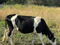 Kuh, Russian Black pied cattle — Foto 1