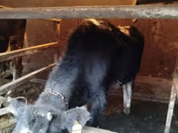 母牛, Cattle — 照片 1