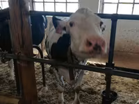 Корова, Голштинська порода — фото 5