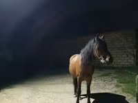Horse (M), Horses — photo 2