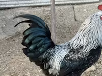Chickens — foto 6