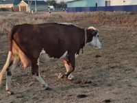 Kuh, Latvian Blue cattle — Foto 3