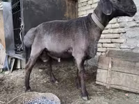 Qoç, Qoyunlar — foto 1