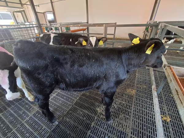 Kuh, Russian Black pied cattle