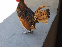 Chickens — 2-rasm