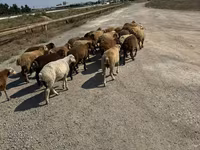 Ovejas (lote, sexo no especificado), Ovejas — foto 8