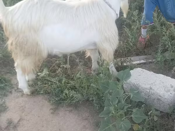 Cabra, Saanen goat