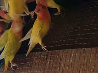 Məhsul: Agapornis (sevgi papağanları) və çoxqatlı taxta qəfəslər — фото 1
