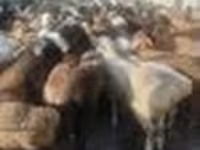 公羊, Sheep — 照片 4