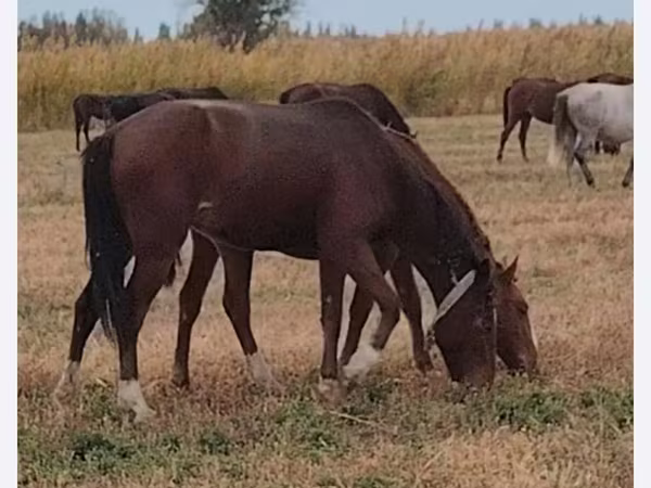 Madyan, Kazakh horse
