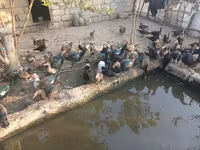 Ducks — Foto 7