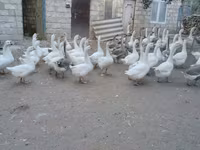 Geese — फ़ोटो 2