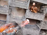 Chickens — Foto 4