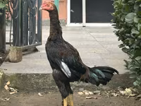 Chickens — 1-rasm