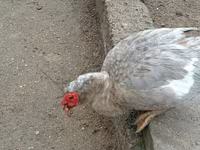 Ducks — الصورة 5