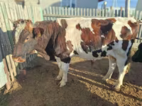 母牛, Latvian Blue cattle — 照片 7