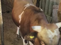 Buğa, Swiss cattle — foto 5