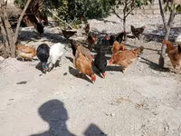 Chickens — Foto 2